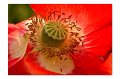 Mohn A 03